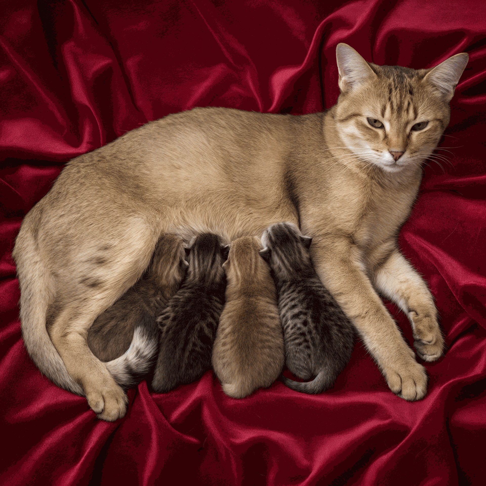 Gata de pelaje marrón dorado recostada sobre una manta roja, amamantando a varias crías que succionan con fuerza mientras mueven sus patitas delanteras en un gesto instintivo de amasado