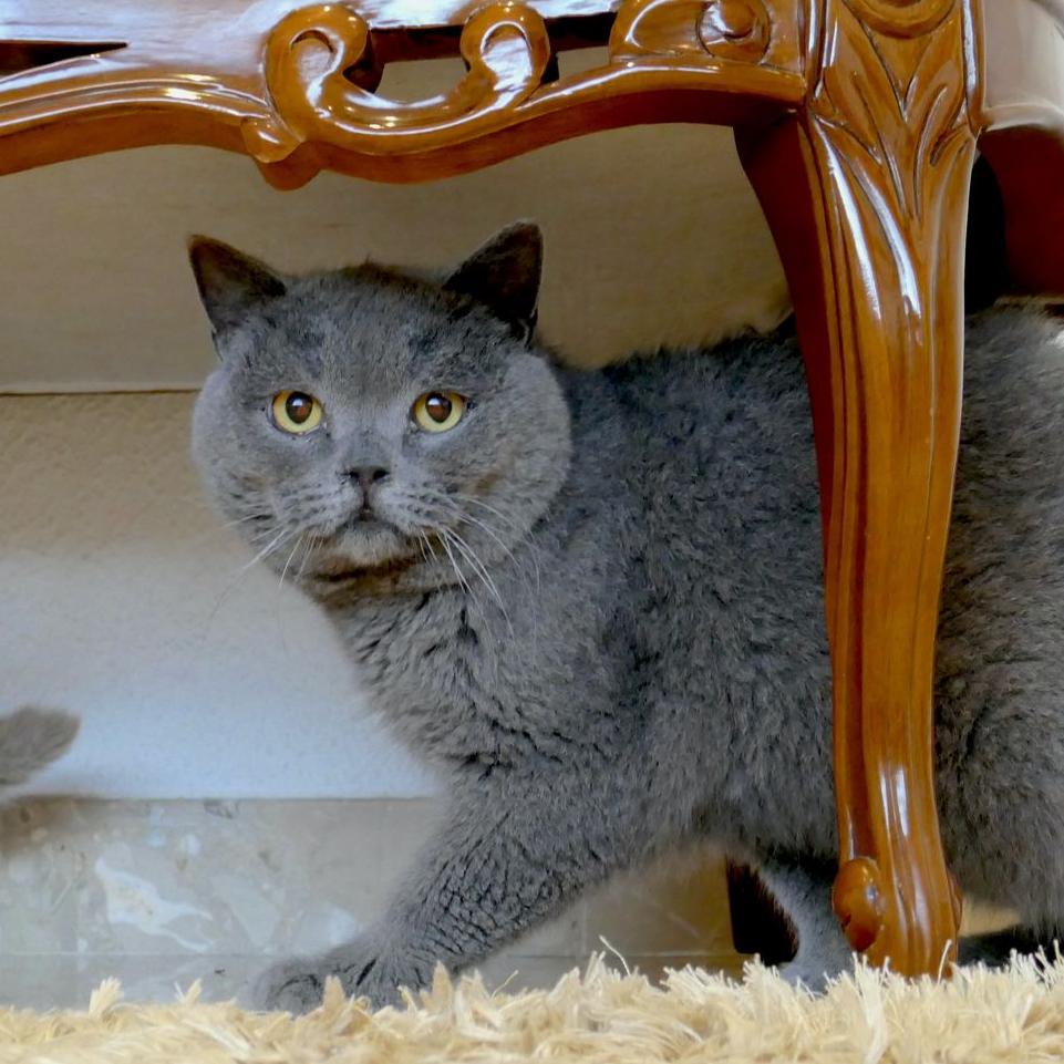 British Shorthair 