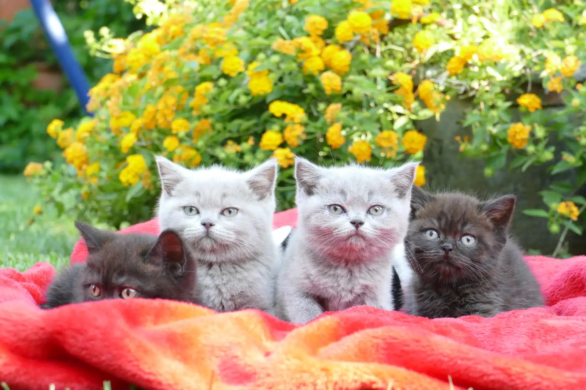 Tres adorables cachorros de british shorthair de raza pura. Conoce el precio de los gatos British Shorthair en Topcats y descubre cómo adoptar estos adorables cachorros de raza pura.