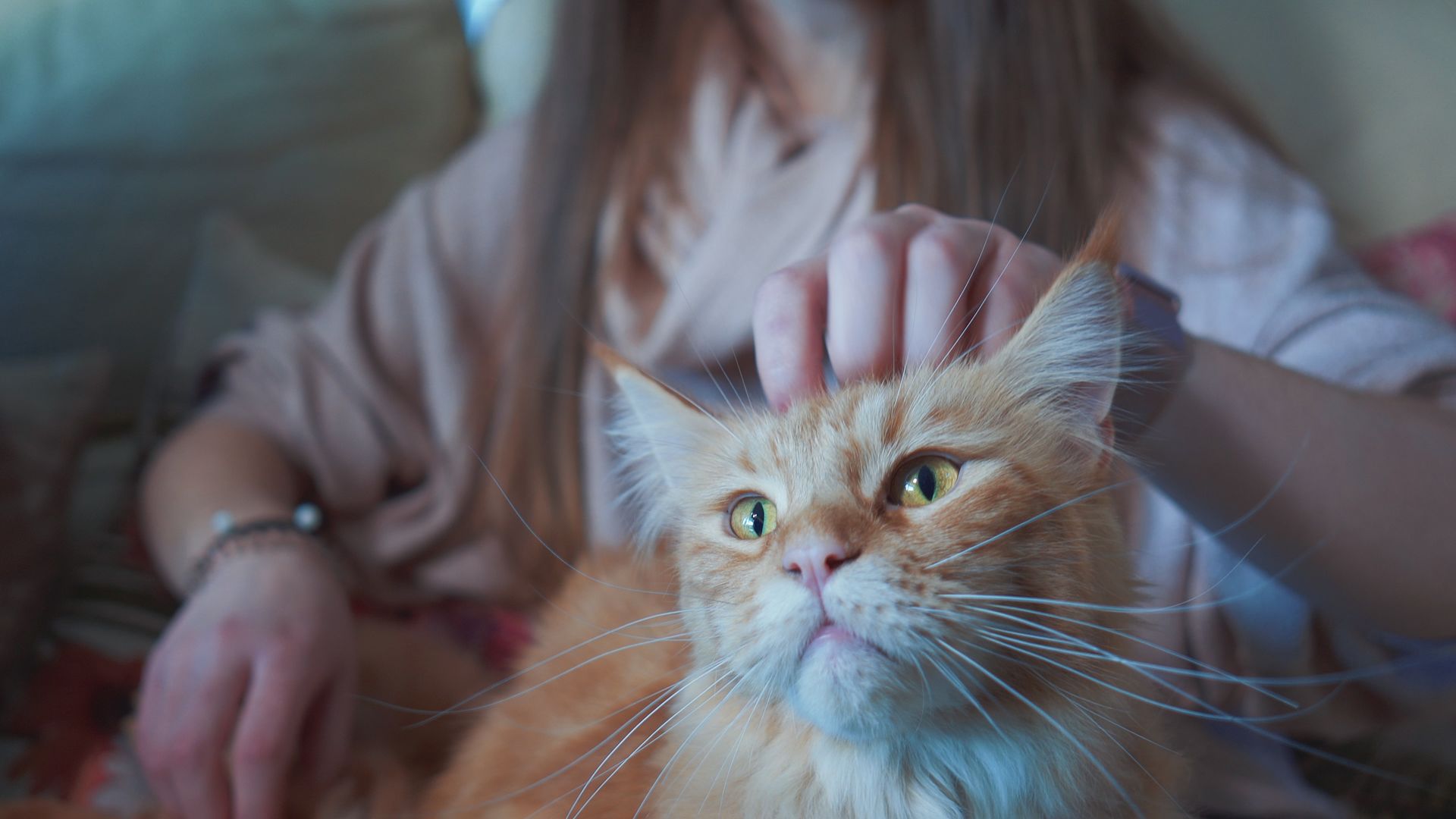 Gato blanco con manchas naranjas disfrutando de una caricia en la cabeza, con los ojos cerrados y expresión de bienestar. La imagen representa el vínculo emocional entre humanos y felinos, en el contexto de reflexionar sobre cuánto cuesta mantener un gato en España. Descubre en Topcats todo lo que necesitas saber para cuidar de tu gato con cariño y responsabilidad