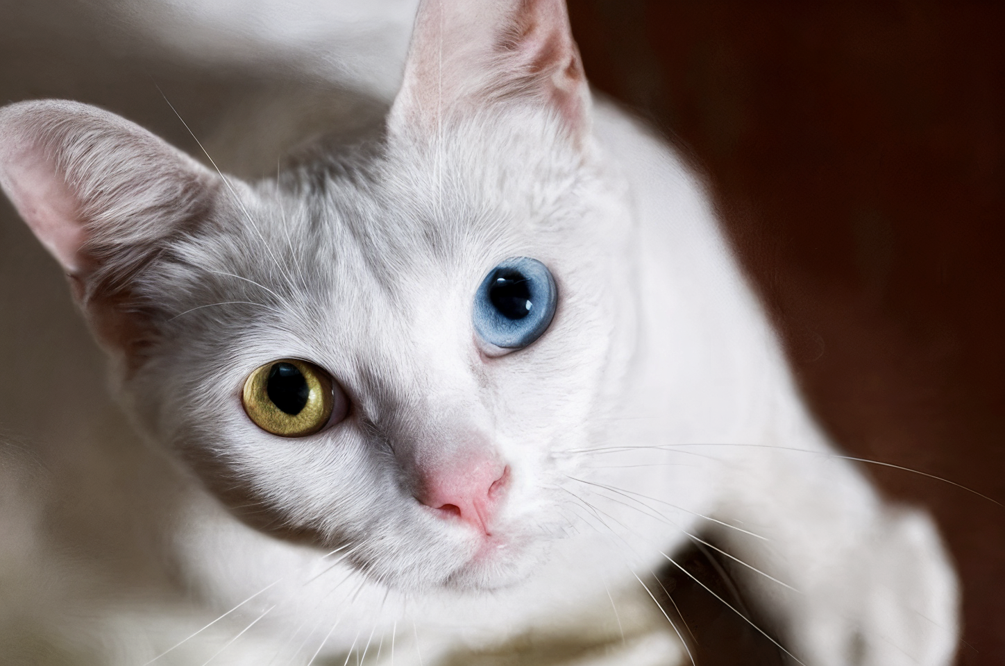 Gato Khao Manee de Topcats con ojos de diferente color, uno azul y otro ámbar, y pelaje blanco brillante.