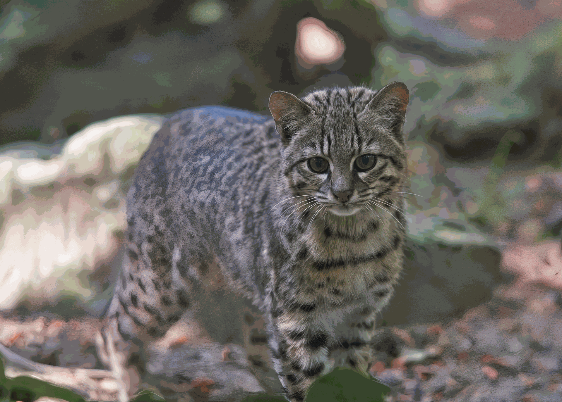 Gato Safari de Topcats en un entorno natural, con pelaje moteado y cuerpo robusto.